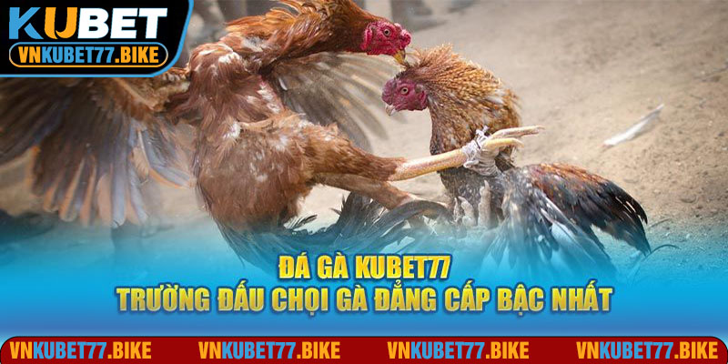 Tổng quan giới thiệu sân chơi đá gà Kubet77 uy tín